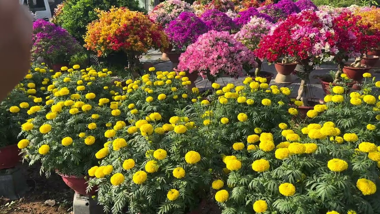 Làng Hoa Giấy Phú Sơn Chợ Lách 20 Tết (2026 ) 