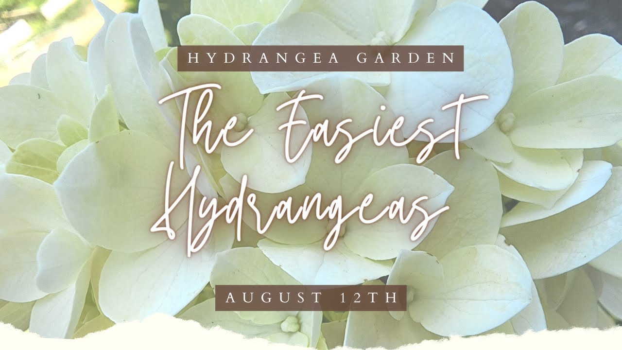 The Easiest Hydrangeas to grow! Fridays Weekly Garden Tour. 