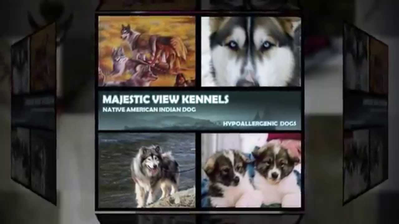 Majestic View Kennels - Native American Indian Dog (NAID)