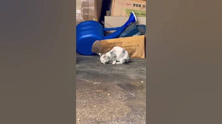 Video 11530011: cat funny adorable, cat home, cute cat