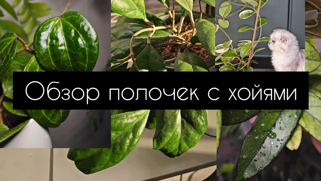 Обзор полочки с хойями. Ноябрь 2025