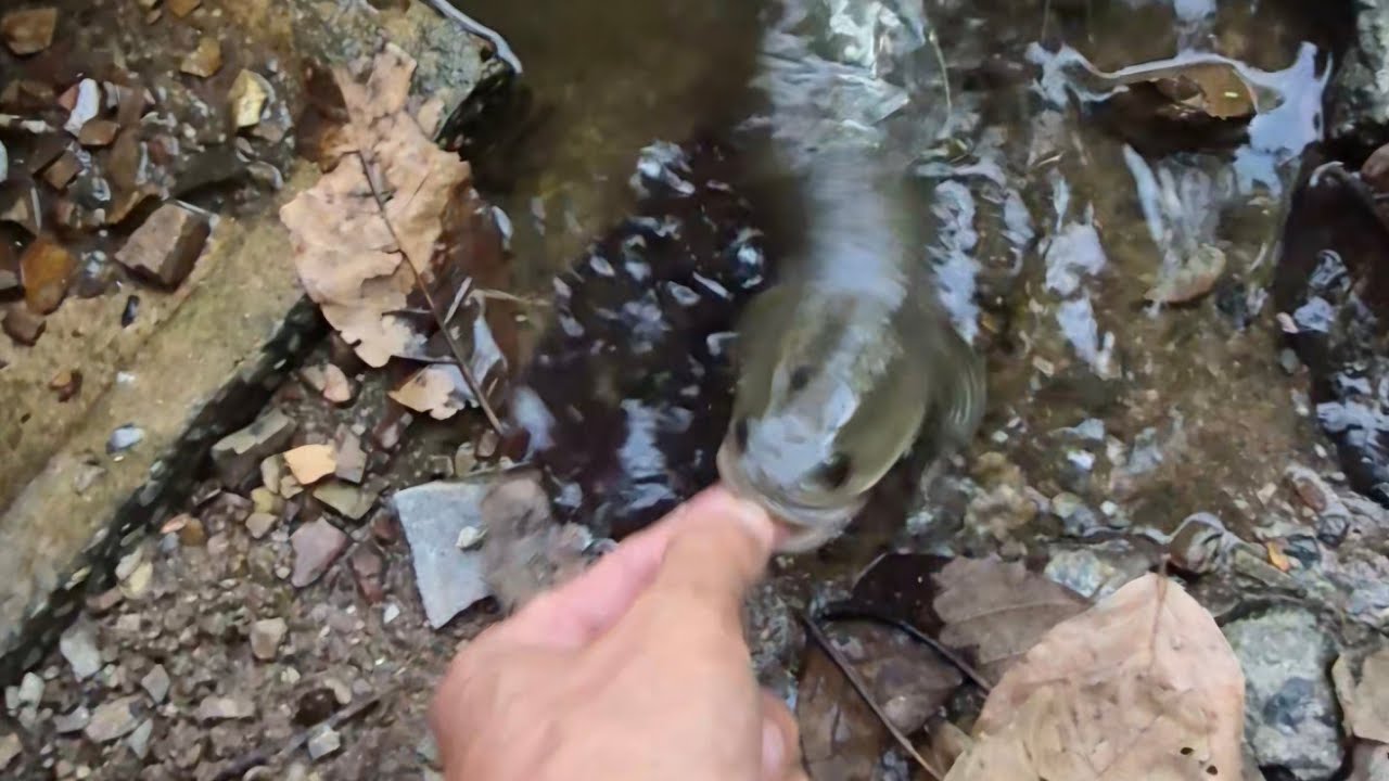 ปลาช่อนโดดงับเหยื่อในมือ สุดยอดจริงๆ