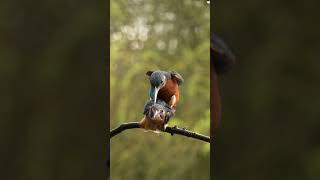 Kingfishers mating ❤️