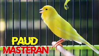 MASTERAN KENARI PAUD DURASI PANJANG, COCOK BUAT PANCINGAN KENARI PAUD BELAJAR BUNYI