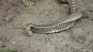 Bull Snakes Mating