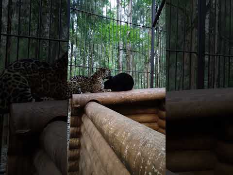 Ягуары Багир и Афродита | ПОДМОСКОВНЫЙ САФАРИ-ПАРК #забавныеживотные #funnyanimals #jaguar #ягуар