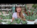 EVERYTHING YOU NEED TO KNOW ABOUT SANSEVIERIA BONCEL/STARFISH!
