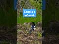 Сорока с добычей. Magpie with prey. #birds #птицы #nature #wildlife #сорока #magpie #wildbirds