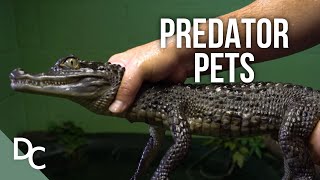 Inside One Of Englands Animal Sanctuarys Predator Pets Episode 2 Documentary Central