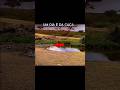 Leão falha ao tentar capturar gazela em imagens épicas de safári #animals #shortsvideo #lion #safari