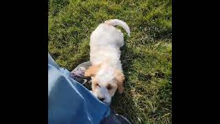 Diego/F1 Cavapoo/Grandeur Valley Puppies