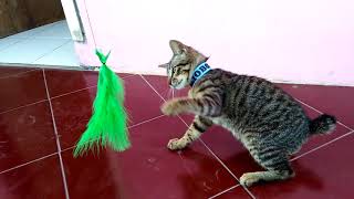 Flying Feathers ( Cute Cat Playing Feather )