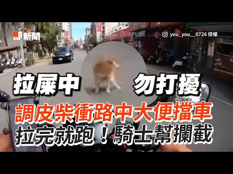 柴犬衝路中大便！拉完奴才上演追逐戰💦騎士幫攔截｜寵物動物｜狗狗｜熱心助人
