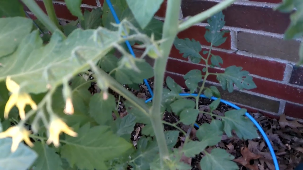 Friday 17th Of May 2024 How Many Tomatoes Is That YouTube Friday 17th Of May 2024 How Many Tomatoes Is That YouTube