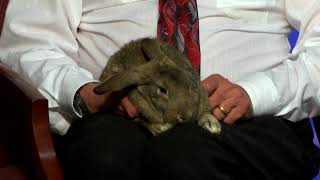 Pet Connection Peter 10-30-18