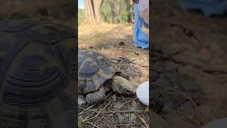 Chillin With a Turtle 🥰 #turtle #chilling #killin #athens #greece