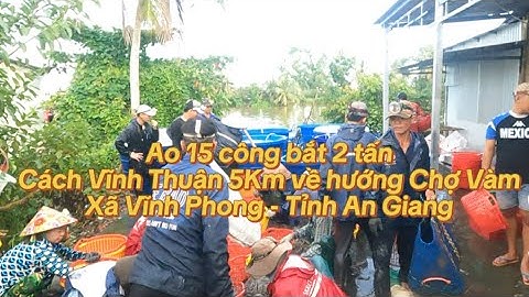 Ao 15 công bắt 2 tấn tôm càng cách Vĩnh Thuận 5Km về hướng chợ Vàm - Xã Vĩnh Phong - Tỉnh An Giang
