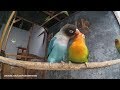 1 Hour Lovebird Sounds - February 8 2019