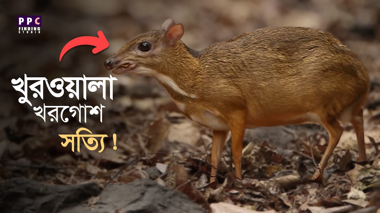 Hooved Rabbit খুরওয়ালা খরগোশ কি সত্যিই আছে | Mysterious cloven-hoofed rabbit - YouTube