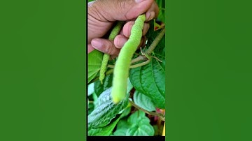 FRESH. MAKAN SIRIH DARI POHON SENDIRI #pinang #sirih @dimaz04official