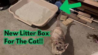 New Litter Box For Kitty? KittyGoHere Senior Cat Litter Box #review #amazon #cat