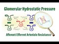 Afferent and Efferent Arteriole Resistance Controls Glomerular Hydrostatic Pressure and GFR