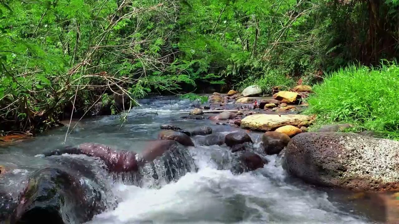 Soothing Rainforest River with Mossy Stones and Continuous Natural Water Flow