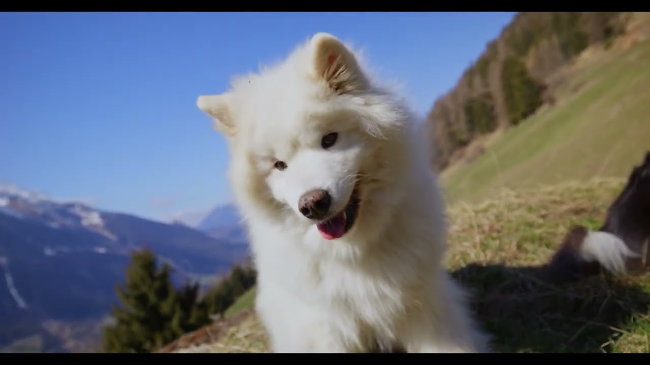 강아지 편안한 밤 사운드│DogChill 사운드