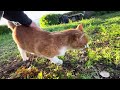 ゆっくりと伸びをしながらかけつけてくれるちゃ〜ちゃん。#猫動画
