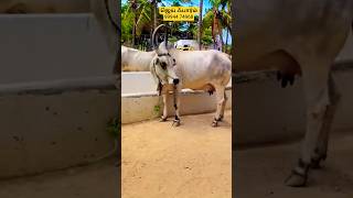 காங்கேயம் நாட்டு மாடுகள் விற்பனைக்கு உள்ளது