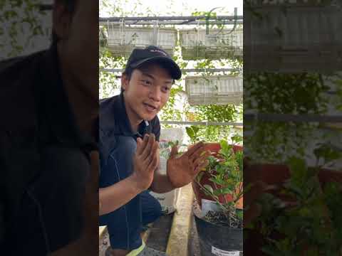 Video Hướng dẫn cách thay chậu, trồng cây đơn giản ngay tại... - youtube