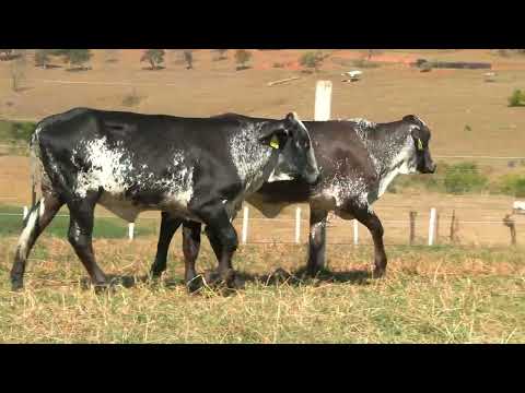 LOTE 61 • 5º LEILÃO GIROLANDO FAZENDA DIAMANTE • 857  825