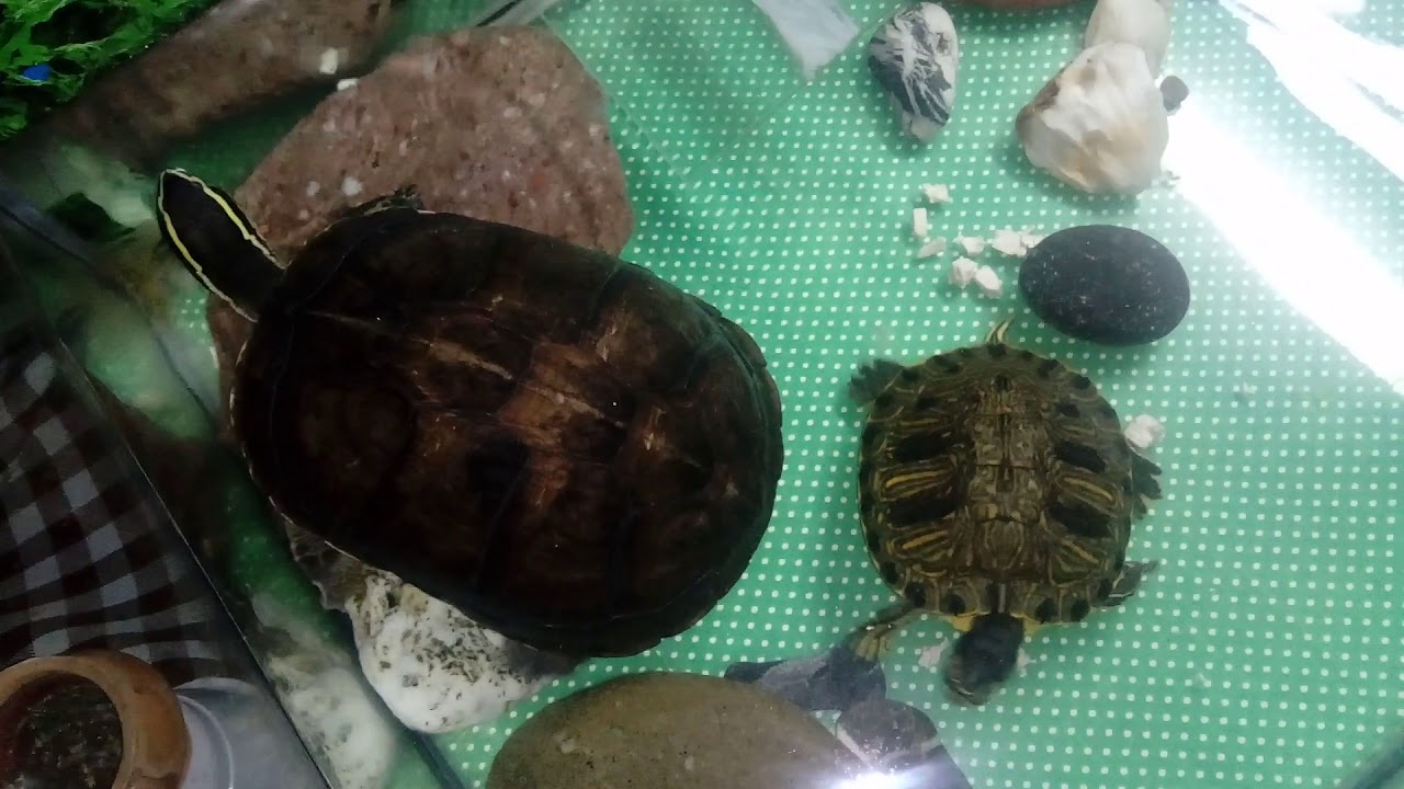 Trachemys scripta scripta & Cuora Amboinensis - Turtles, Exotic animals - Snickers & Slip