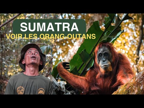 Vidéo: Les meilleurs endroits pour faire de la randonnée à Sumatra