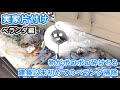 【実家片付け】ベランダ編（片付け/掃除/清掃/実家片付け）