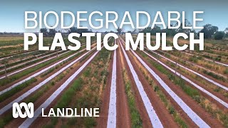 Australia's first certified soil biodegradable plastic mulch | Landline | ABC Australia