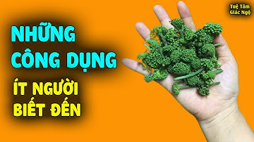 Hoa tam thất có tác dụng gì? Những công dụng bất ngờ nhiều người chưa biết