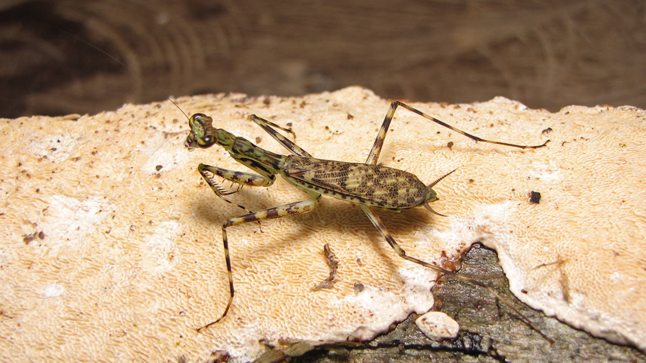Discovery of 19 New Praying Mantis Species - YouTube