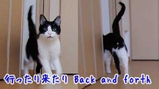 二人が別々の場所から帰って来たら猫のお迎えはどうなるの？Cat Welcomeow Dad and Mom. by inthelife 50,389 views 6 years ago 3 minutes, 51 seconds