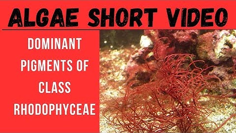 PIGMENTS FOUND IN RHODOPHYCEAE | ALGAE INTRODUCTION #neet #botany #lifescience #CSIRNETBotany 