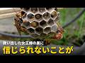 アシナガバチの女王蜂を救い出したら、信じられない結末が待っていました