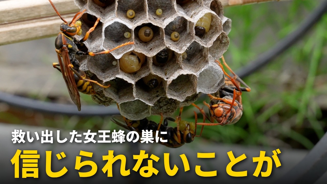 I Saved a Paper Wasp Queen, and an Unbelievable Outcome Awaited
