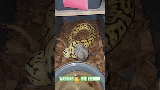 WARNING ⚠️ LIVE FEEDING #warning #live #feed #feeding #livefeed #ballpython #monsoon #axanthic #ball