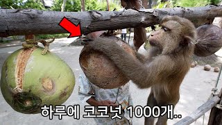 평생 코코넛을 따는 운명의 원숭이.. 몽키 프리 코코넛을 아시나요?