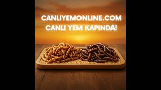 Canlu Yem, Un Kurdu, Morio Kurdu Satışı - Canliyemonline Resimi