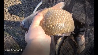 Abonament De pescuit Pe Lacul Boteni 1 Vezi Ziua Abonatului Si Vezi Si Amical Feeder Freestyle 
