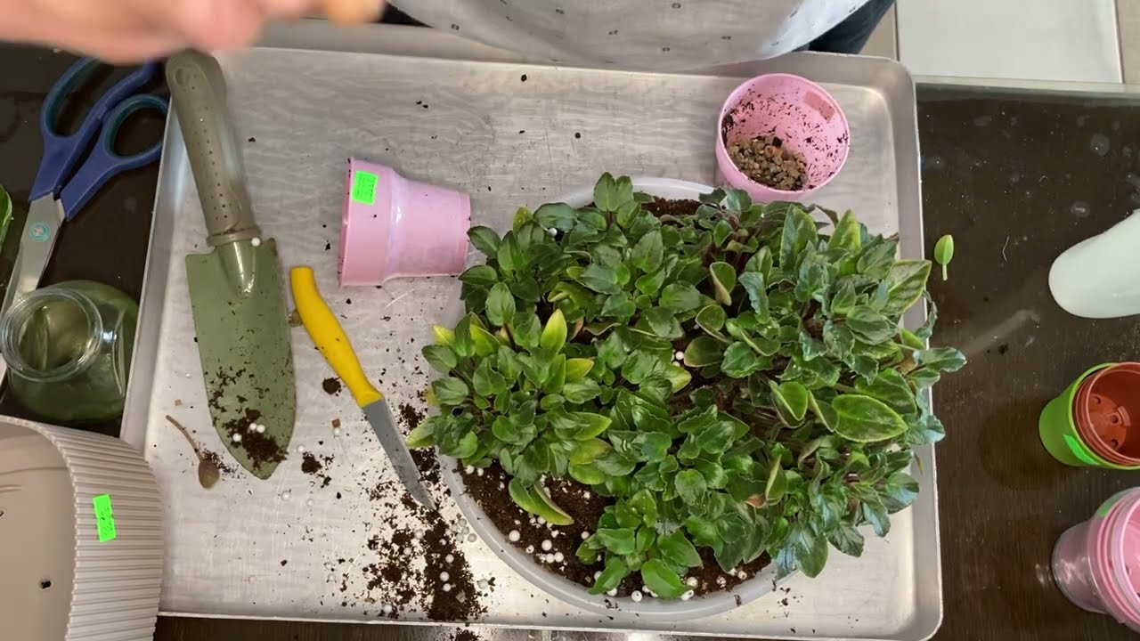 613.Havalar Menekşeler İçin Çok Uygun. Saksı Değişimi, Menekşe Üretimi İçin Güzel Günler Yaşasın.