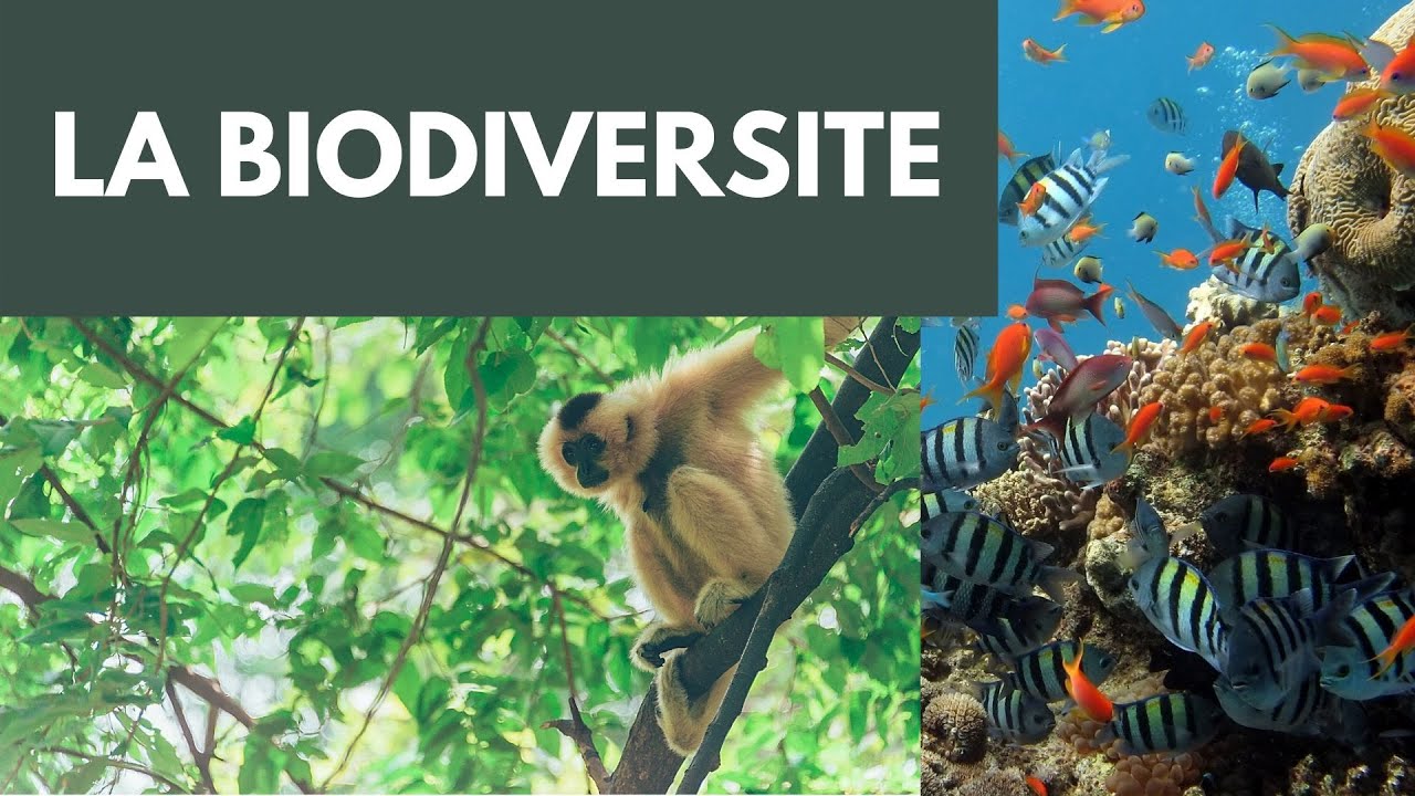 La biodiversité, c'est quoi ? YouTube