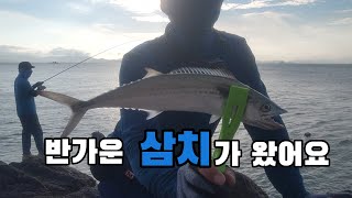 가덕도에 반가운 삼치가 왔어요~  삼치/고등어/ 전갱이/ 풀치/ 문어/ 다나오는 곳.