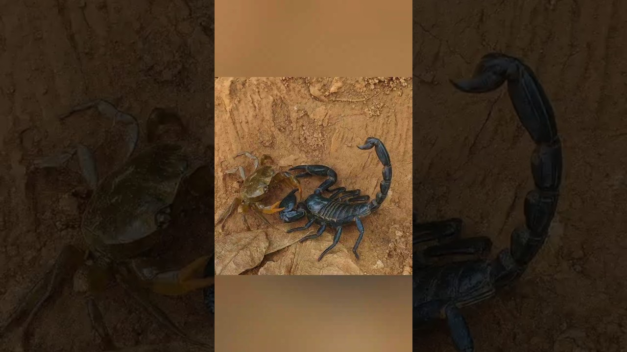 Scorpion vs Crab: Epic Battle in the Wild!